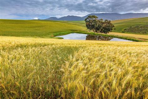 Find south african jobs in london ads at newsnow classifieds/jobs. Wheat Cultivation - Field Crops in South Africa