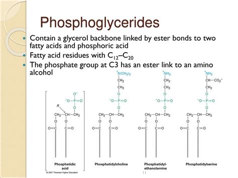 Lipids Why This Chapter Ppt Download