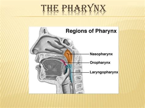 Ppt The Pharynx Powerpoint Presentation Free Download Id2063211
