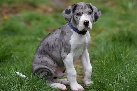 Great Dane Information Dog Breeds At Thepetowners