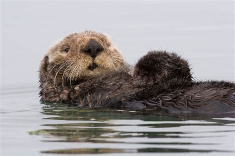 Lontra Marinha Enhydra Lutris Alisando A Ela Mesma Em Morro Bay A