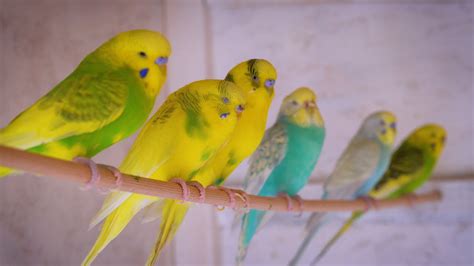 Budgie Sounds For Budgie Nation Youtube