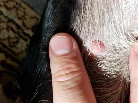 Cyst On Puppy Belly My 14 Wk French Bulldog Puppy Has A Small Red Lump