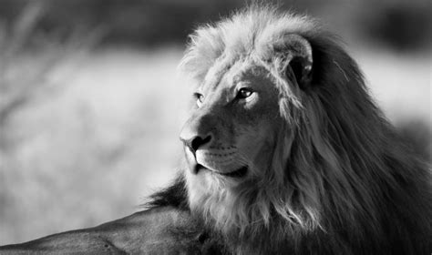 Angry Lion Wallpaper Hd Black And White