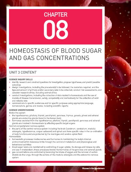 Unit Chapter Homeostasis Of Blood Sugar And Gas Concentrations Diagram Quizlet