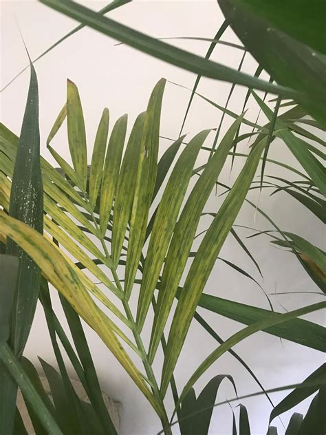 Maybe you would like to learn more about one of these? Please help my Kentia palm!!!!!!! I can't figure out what ...