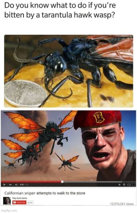 Answer Is Accept Pain Tarantula Hawk Wasp Sting Is The Most Painful Of