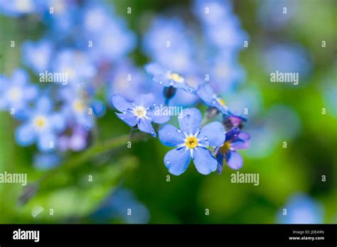 Forget Me Nots In The Spring Garden Stock Photo Alamy