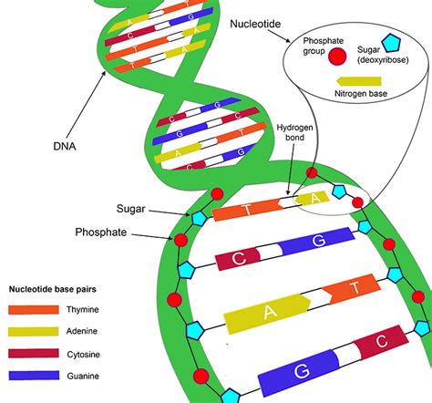 Detailed Page Of The Structure Of Dna And Its Double Helix