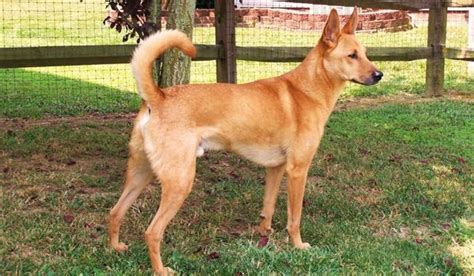 What Is A Carolina Dog American Primitive Dog South Carolina Seltene