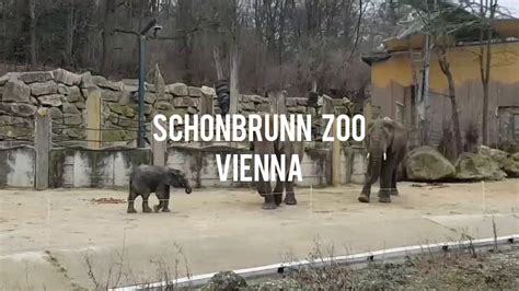 Schonbrunn Inperial Zoo Kebun Binatang Vienna Travelling Youtube