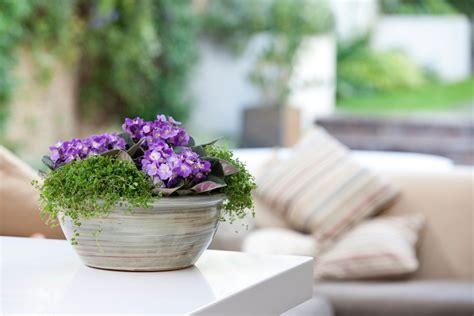 The Best Flowering Houseplants