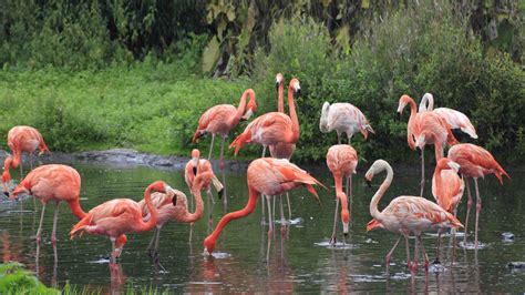 Group Of Beautiful Pink Flamingo Wallpaper Hd