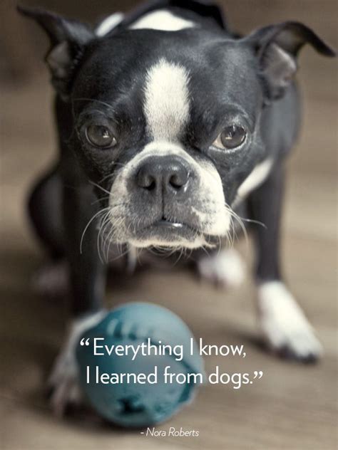 40 Dog Quotes That Will Make Your Heart Melt Dog Quotes Dog Best
