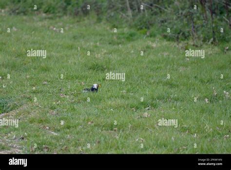 White Headed Blackbird Turdus Merula In The Grass Searching For Food