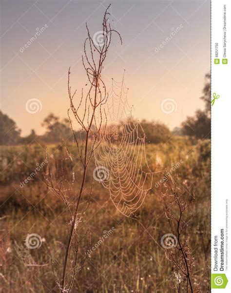 Cobweb In Drops Of Dew Foggy Morning In A Meadow Stock Photo Image Of