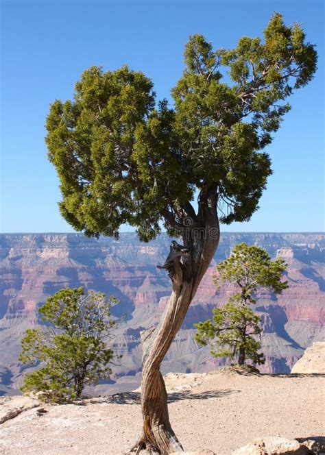 Tree On The Edge Of The Grand Canyon In Arizona Stock Image Image Of