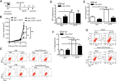 Inhibition of CD73 Improves B Cell-Mediated Anti-Tumor Immunity in a Mouse Model of Melanoma ...