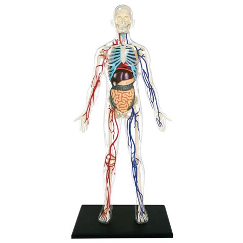 4d Human Torso Anatomy Model Examining The Human Torso Model Flashcards