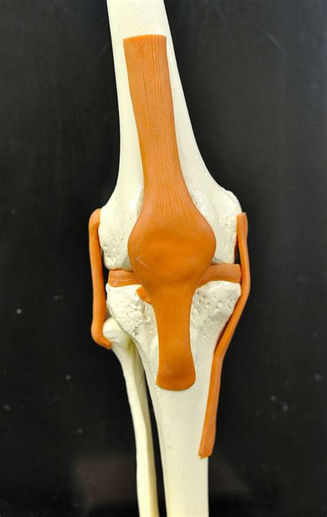 Want to learn more about it? Human Anatomy Lab: Knee Joint Model