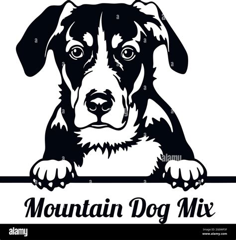 Mountain Dog Mix Peeking Dog Head Isolated On White Vector Stock