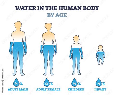 Water In Human Body By Age As Percentage Comparison In Outline Diagram