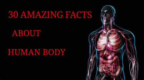 30 Amazing Facts About Human Body Youtube