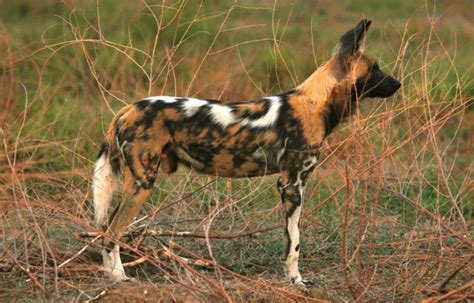 The African Wild Dog The Painted Wolves Of Africa