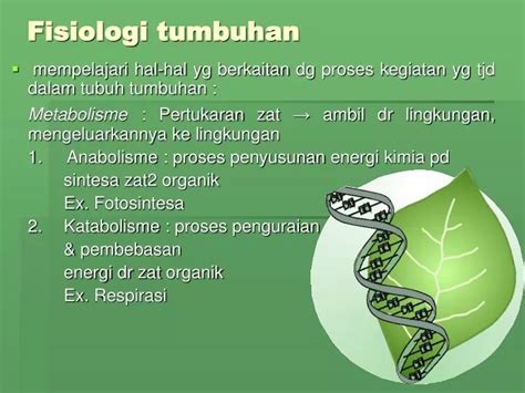 PPT Fisiologi Tumbuhan PowerPoint Presentation ID