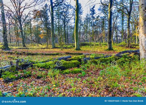 Natural Forest With Trees And Broken Off Stems And Branches Covered