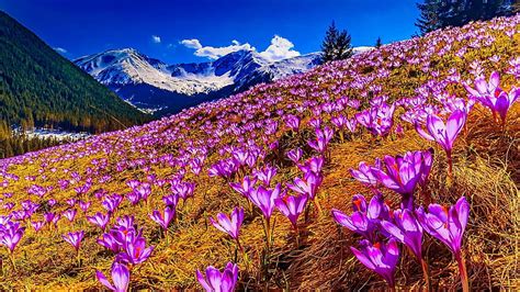 Spring Mountains Mountains Flowers Spring Nature Clouds Valley