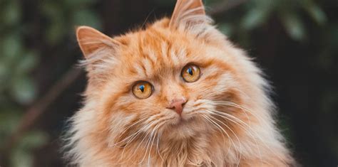Top 100 Image Long Hair Orange Cat Vn