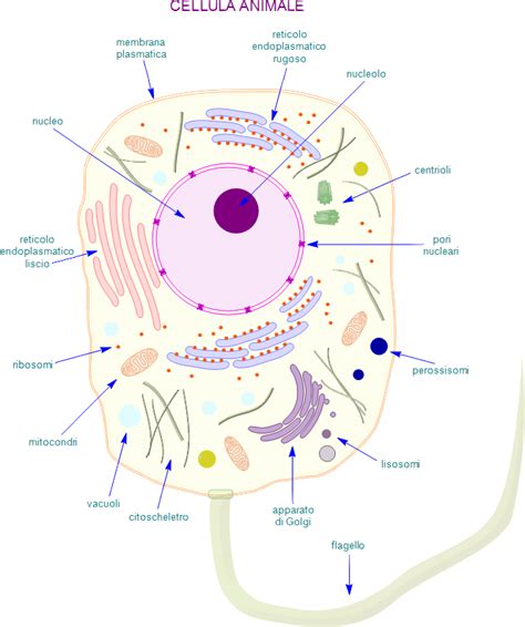 La Cellula Eucariote Gmpe