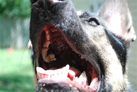 White Bump On Tongue German Shepherd Dog Forums