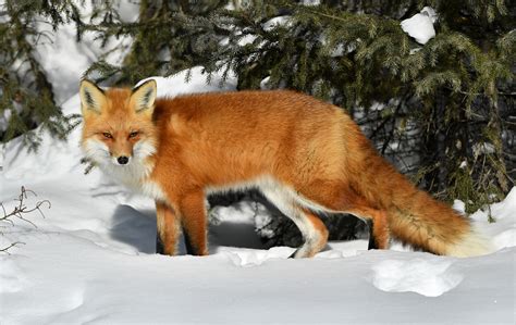 Renard Roux Red Fox Raymond Ladurantaye Flickr