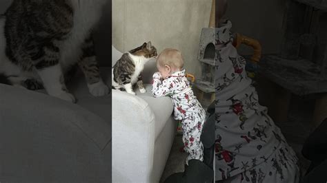 Baby Vs Cat Who Wins Youtube