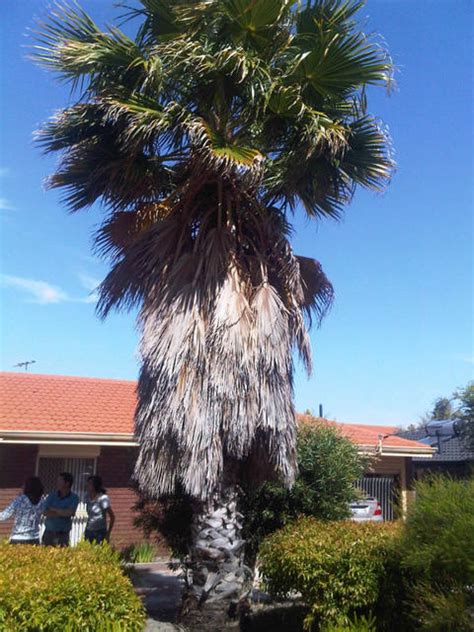 sale large palm tree