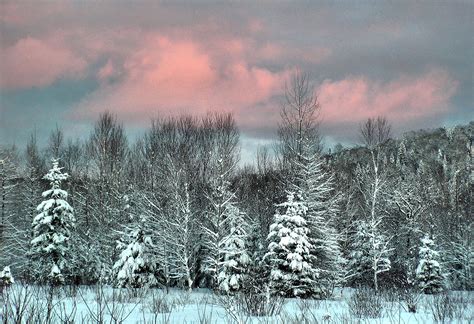 Wallpaper Trees Winter Snow Canada Storm Cold Newbrunswick Soe