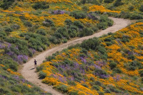Wildflowers Bloom In California After Record Drought In Pictures