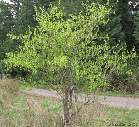 Indian Plum Osoberry Oso Berry Oemleria Cerasiformis Synonym