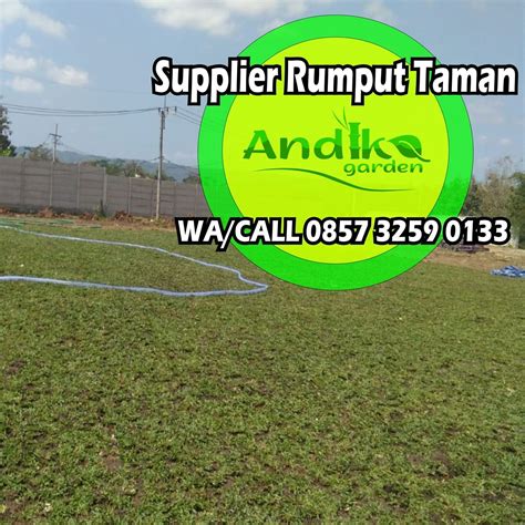 Bibit merk bermudagrass ukuran 500 gram harganya rp 550 ribuan, Harga Rumput Gajah Mini Per Meter 2021, WA 0857 3259 0133 ...