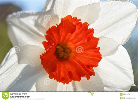Daffodil Against Blue Spring Sky Stock Photo Image Of Nature