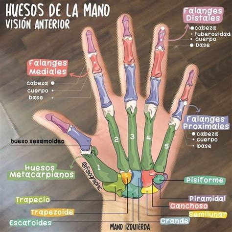 A Diagram Of The Human Hand With Different Bones And Muscles Labeled In