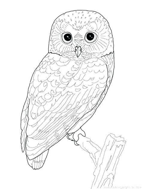 Cute Owl Printable Coloring Pages At
