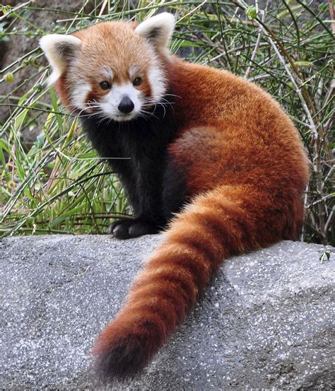 Pin On Drawing Reference Red Pandas