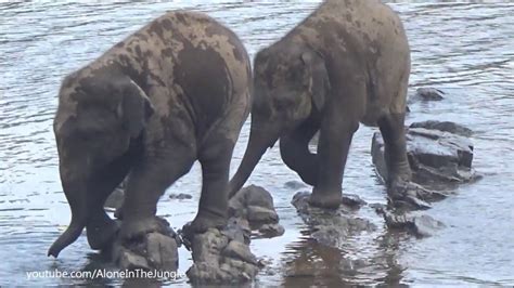 Cute Baby Elephants Playing In Water Balancing On Rocks In The River
