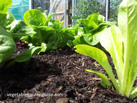 How To Grow Lettuce Tips Instructions And Pictures For A Tasty Harvest