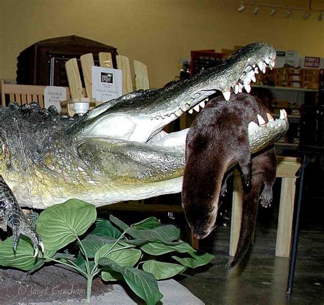 Selma Ala Daily Photo State Record Alligator