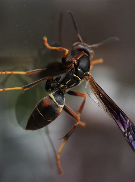 A Handsome Northern Paper Wasp On My Window Yesterday From New York Usa Insects