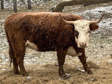 Hereford Scottish Highland Cross Breed Cow Scottish Highland Cattle